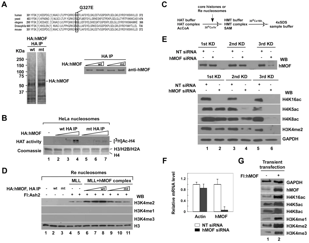The activity of histone H3K4 methylation is facilitated by hMOF-containing complexes both <i>in vitro</i> and <i>in vivo</i>.