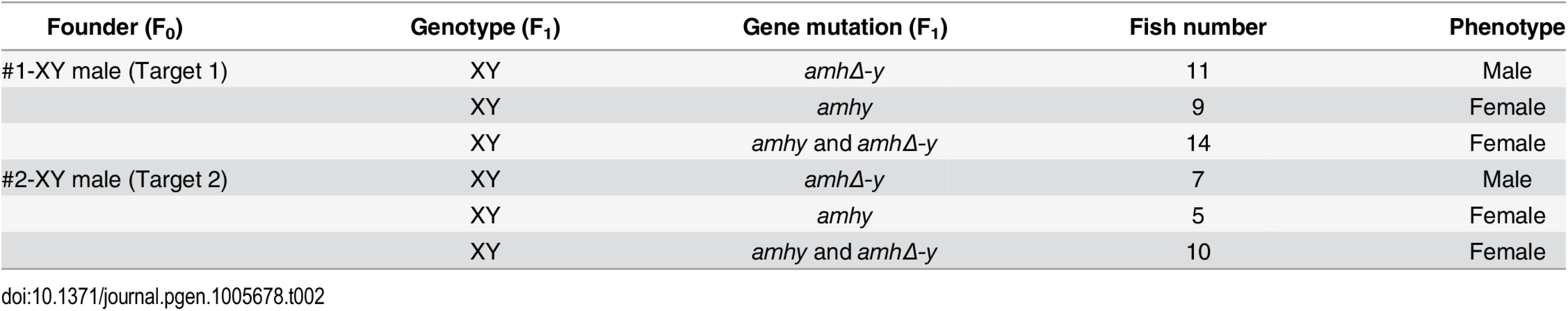 Phenotype of F&lt;sub&gt;1&lt;/sub&gt; XY fish with &lt;i&gt;amhy&lt;/i&gt;/&lt;i&gt;amhΔ-y&lt;/i&gt; mutations.