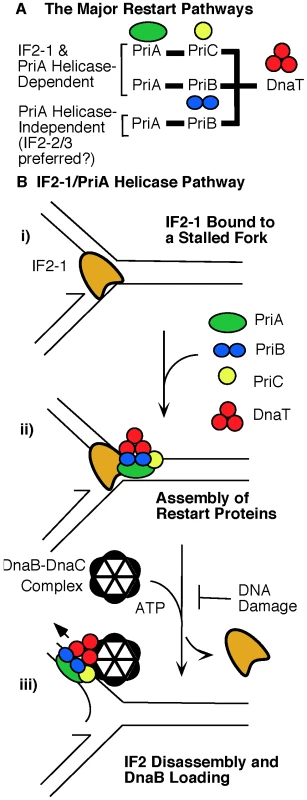 Role of IF2 isoforms in the major replication restart pathways.