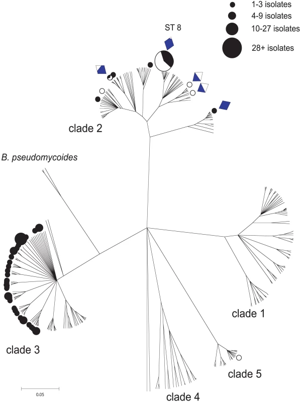 A CLONALFRAME genealogy of the <i>Bacillus cereus</i> group indicating the niche/habitat associations of STs recovered in this study.