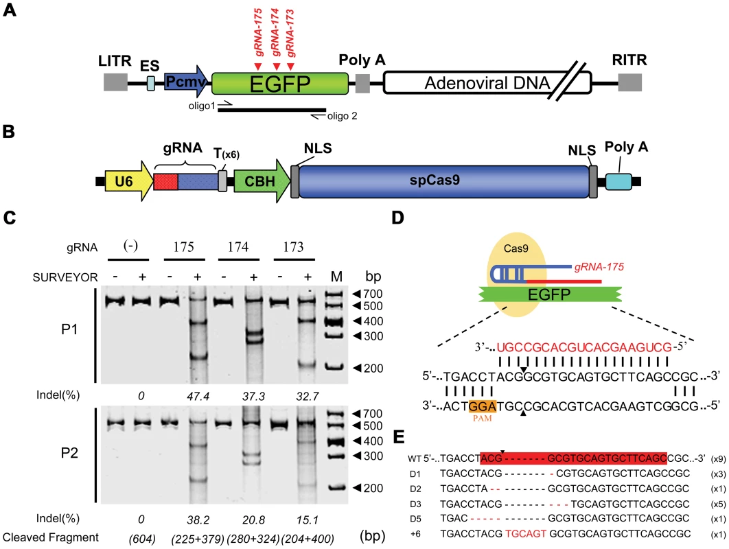 Cas9-mediated inheritable indels at specific sites in recombinant adenoviral genomes.