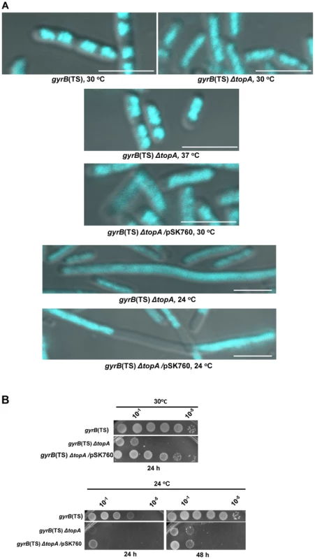 Growth and chromosome segregation defects in the <i>gyrB</i>(Ts) <i>ΔtopA</i> strain.
