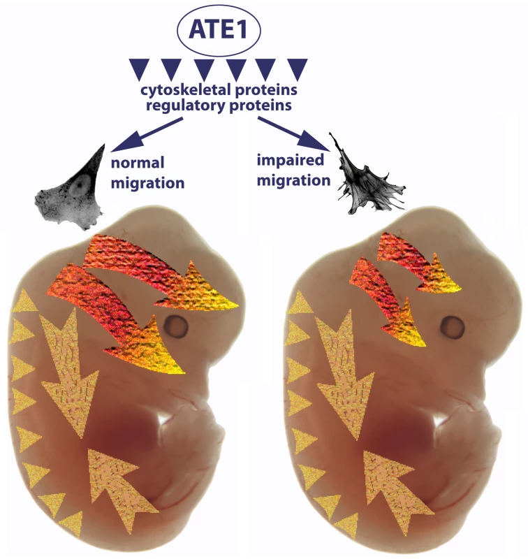 <i>Ate1</i>-dependent impairment of cell migration preferentially affects cranial neural crest-dependent morphogenesis.