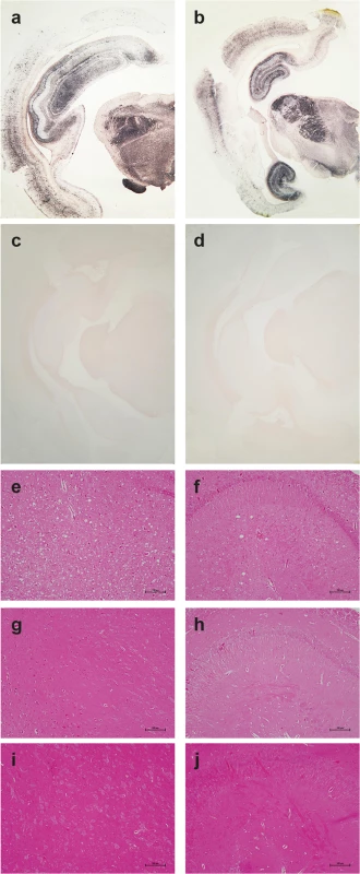Pathological PrP deposition and vacuolation in the brains of wild-type and tgOv rabbits inoculated with LA21K <i>fast</i> scrapie prions.