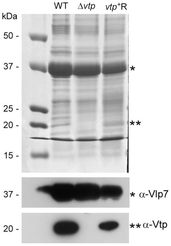 The Δ<i>vtp</i> mutant <i>B. hermsii</i> does not produce the variable tick protein.