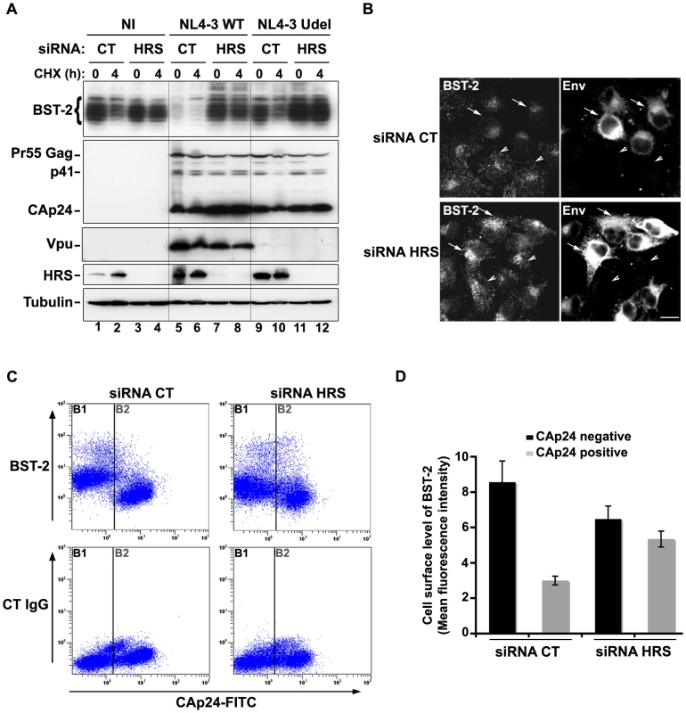 HRS is required for Vpu-induced BST-2 degradation and cell surface down-regulation.