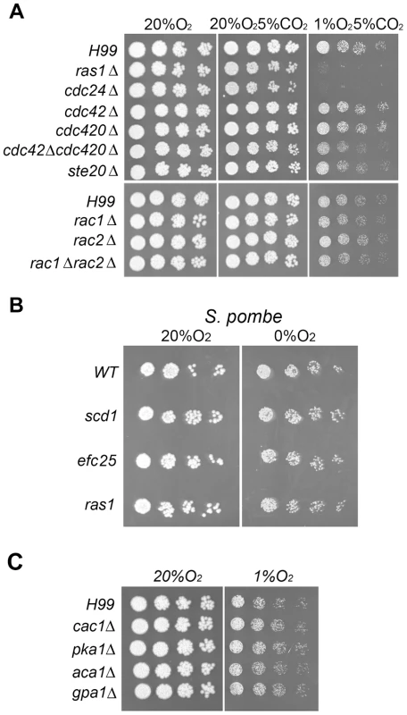<i>RAS1</i> and <i>CDC24</i> are required for hypoxic growth in <i>C. neoformans</i> but not in <i>S. pombe</i>.