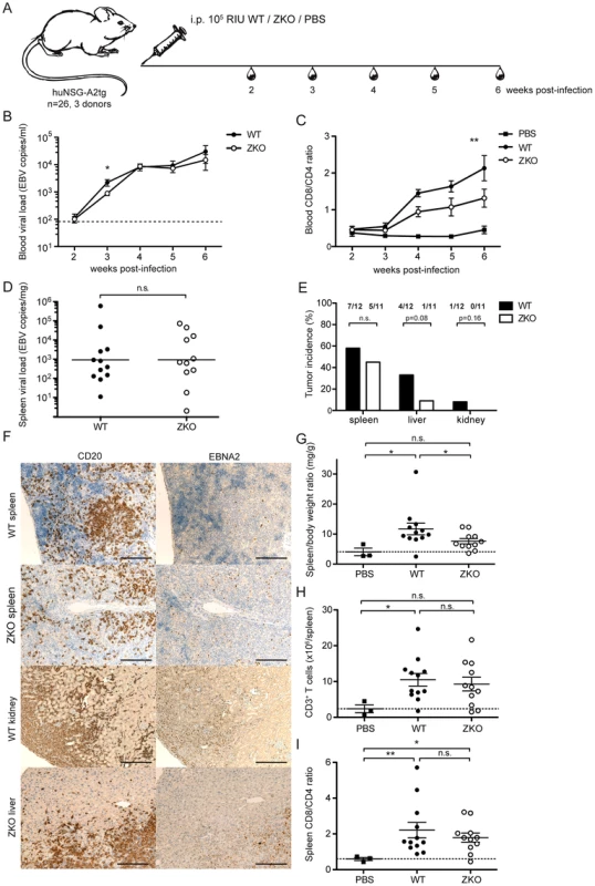 Lytic replication transiently influences viremia and may account to extra-lymphoid tumorigenesis in humanized mice.