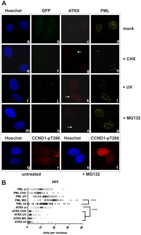 KSHV infection antagonizes the ND10 component ATRX independent of de novo protein synthesis.