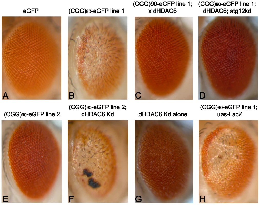HDAC6 suppresses (CGG)<sub>90</sub>-eGFP–induced neurodegeneration by an autophagy independent mechanism.