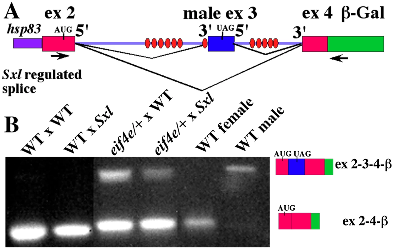 Female progeny of <i>eif4e/+</i> mothers produce male transcripts during early embryogenesis and in splicing compromised backgrounds.