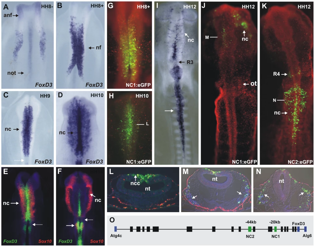 Endogenous FoxD3 in the neural crest is reflected by activity of two enhancers, NC1 and NC2.