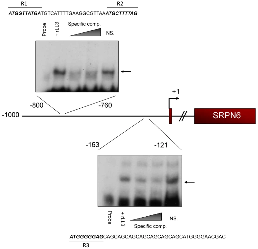 rLL3 binds to specific regions of the SRPN6 promoter.