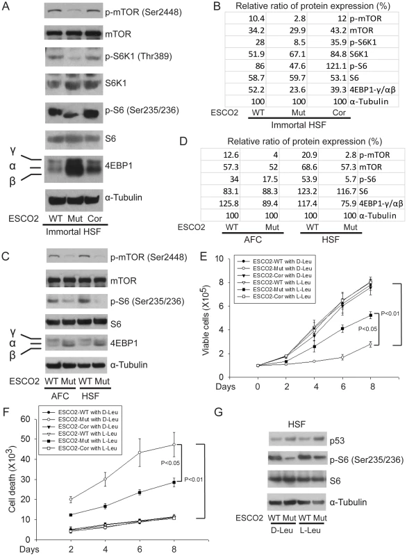ESCO2 mutation is associated with mTOR inhibition in RBS cells.