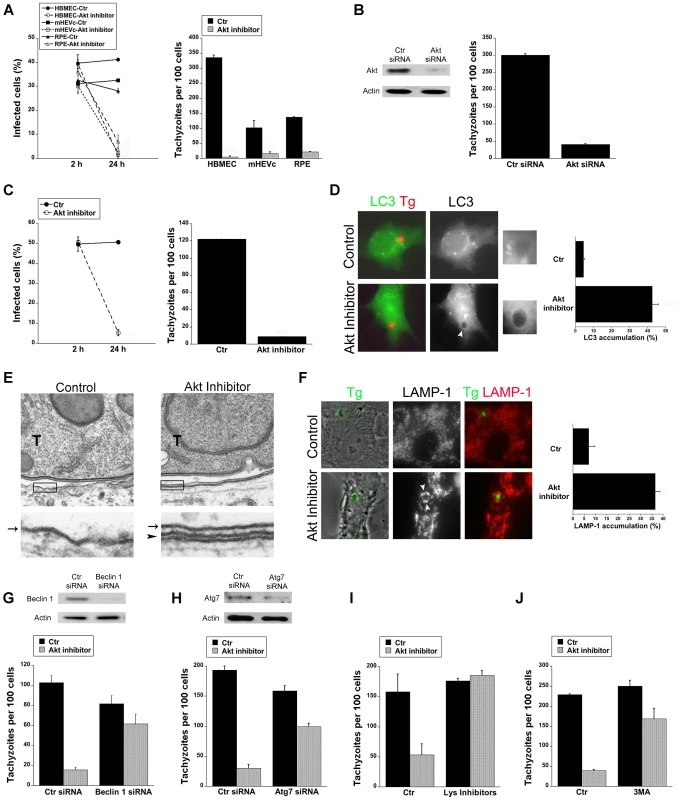 Blockade of Akt induces accumulation of the autophagy protein LC3 around the parasite, vacuole-lysosome fusion and killing of <i>T. gondii</i> dependent on the autophagy proteins.