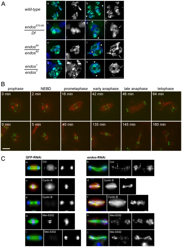 Loss of <i>endos</i> function leads to defective mitotic progression.