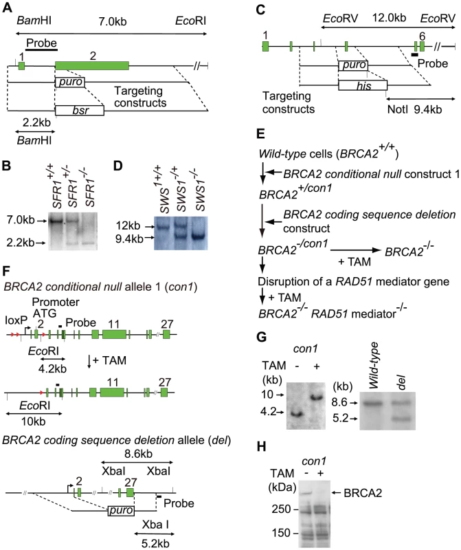 Gene disruption of the <i>SFR1</i>, <i>SWS1</i>, and <i>BRCA2</i> loci.