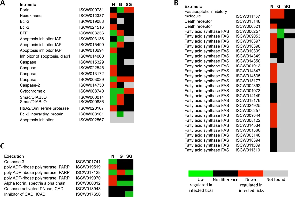 Annotation of intrinsic, extrinsic and execution apoptosis pathway genes and expression in response to <i>A</i>. <i>phagocytophilum</i> infection.