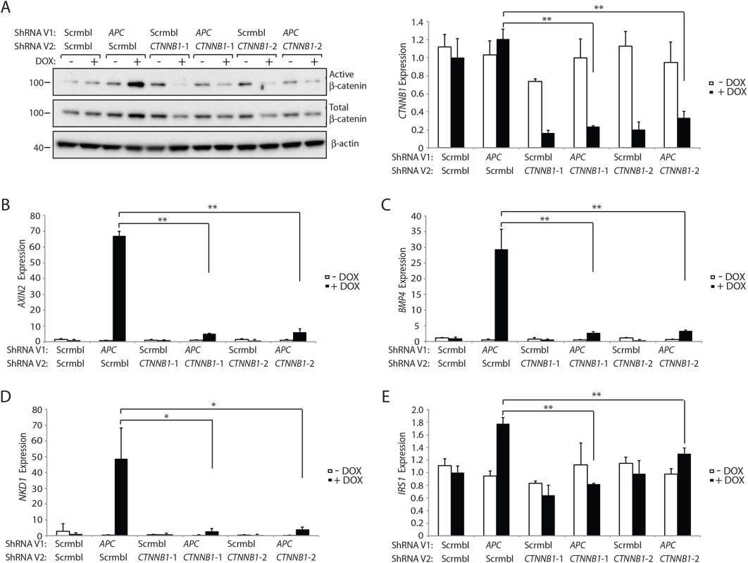 Inhibition of β-catenin expression by CTNNB1 shRNAs dramatically reduces the increase in the active pool of β-catenin and β-catenin/TCF-regulated target gene expression seen following <i>APC</i> inhibition in HCECs.