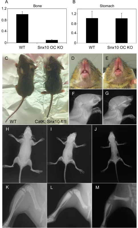 Snx10 OC KO mice are osteopetrotic: Expression, morphological and radiographic analysis.
