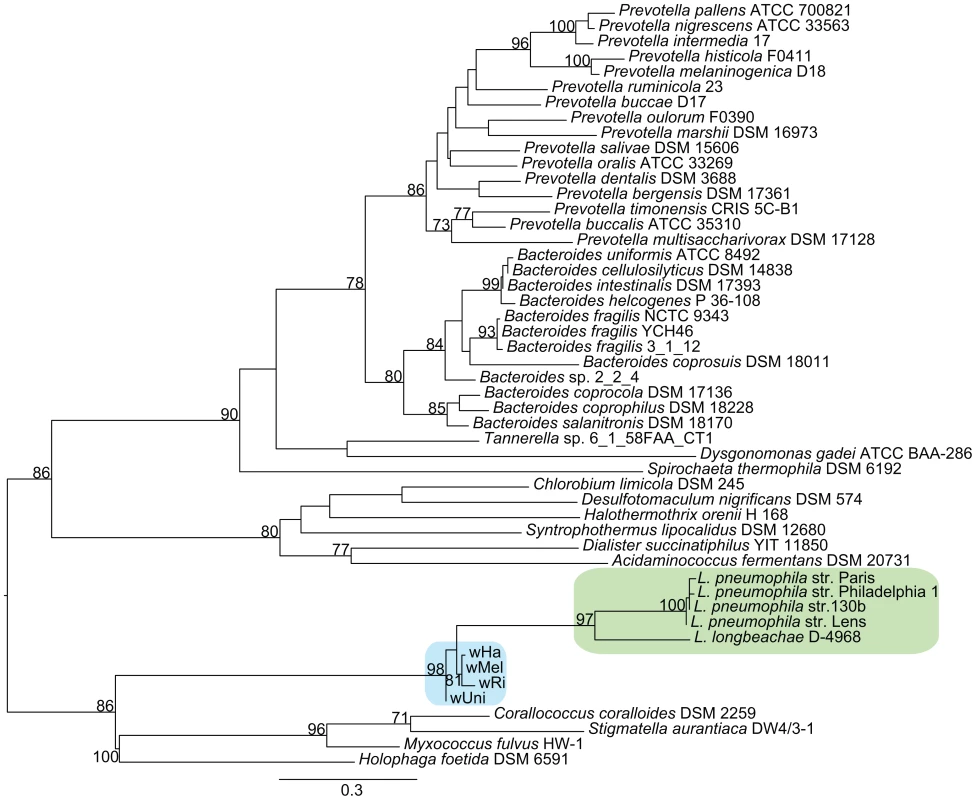 Phylogenetic analysis of the ArgR repressor gene.