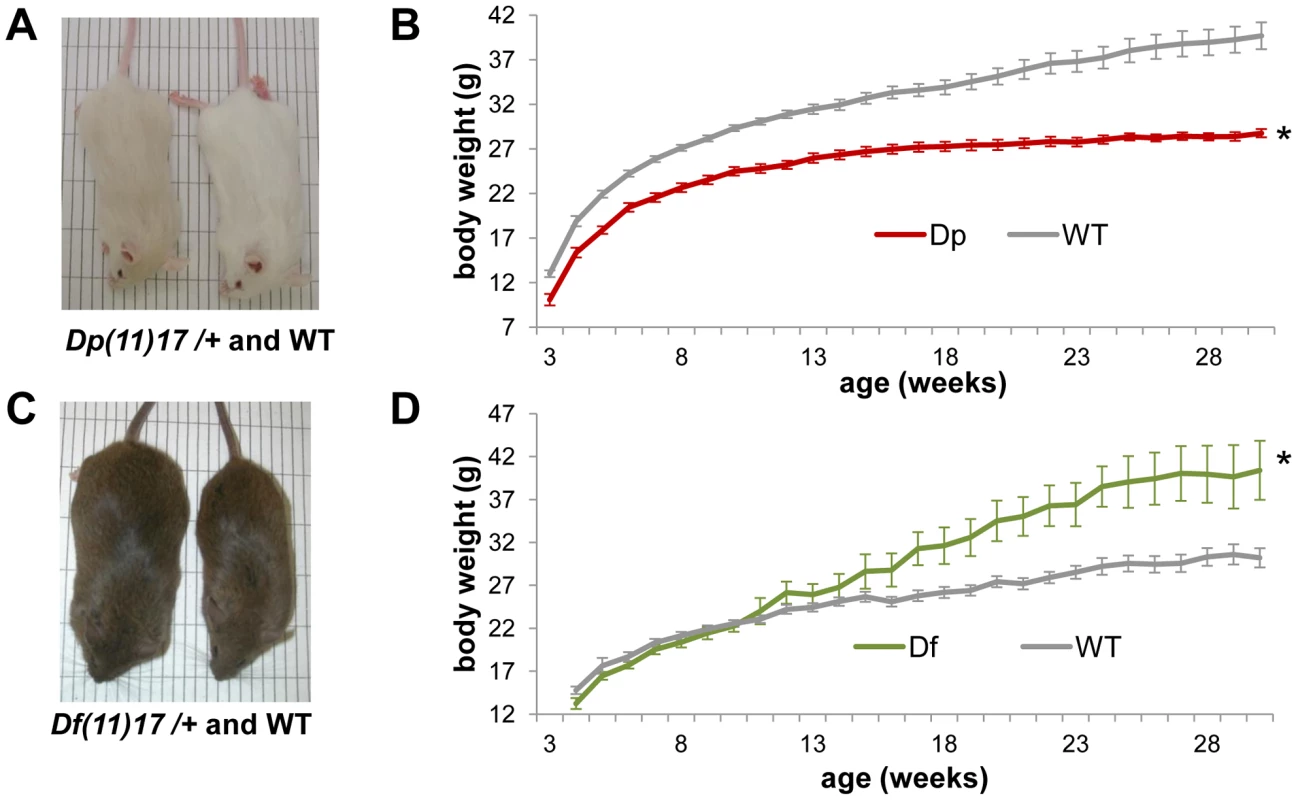 <i>Dp(11)17/+</i> mice have reduced and <i>Df(11)17/+</i> mice have increased body weight.