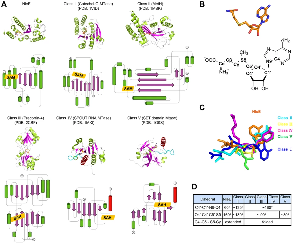 Structural comparison of NleE-SAM complex with other SAM-dependent methyltransferases.