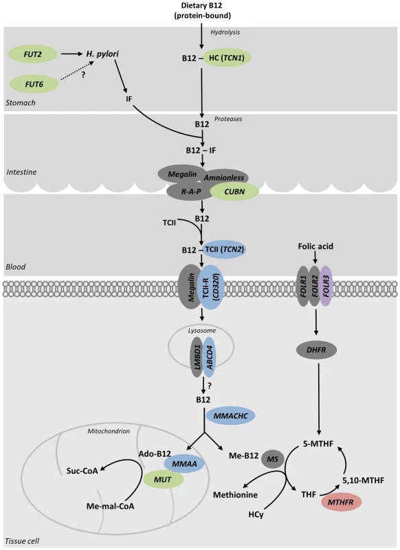 Genes that associate with serum B<sub>12</sub> and folate levels are in pathways affecting their metabolism.