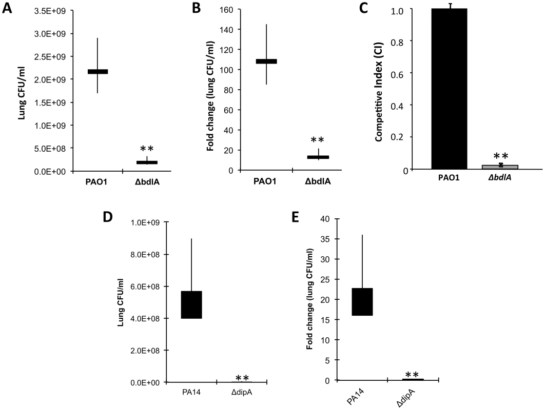 The non-dispersing <i>P. aeruginosa ΔbdlA</i> and <i>ΔdipA</i> mutant strains are less virulent and competitive compared to <i>P. aeruginosa</i> wild type as determined using an acute murine pneumonia infection model.