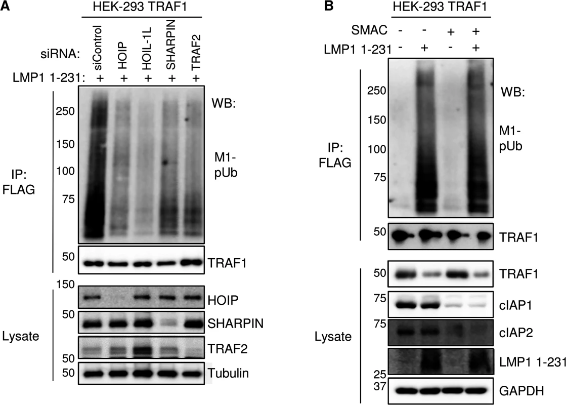 TRAF2, HOIP, HOIL-1L, and SHARPIN, but not cIAP1/2, are important for LMP1 1-231-induced M1-pUb chain attachment to TRAF1 complexes.