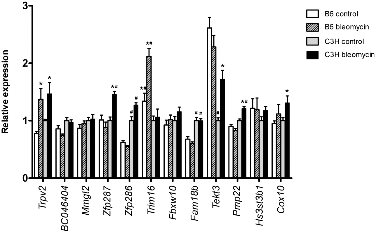 Pulmonary expression of reduced region <i>Blmpf2</i> genes.