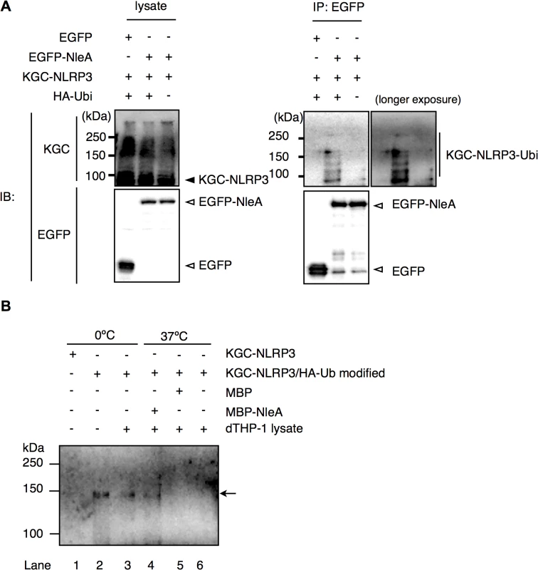 NleA binds to ubiquitinated NLRP3 and represses de-ubiquitination.