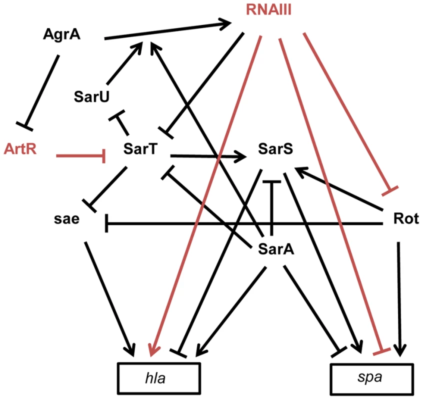 Schematic overview of the multiple interactions between sRNAs and transcriptional regulators involved in <i>spa</i> (protein A) and <i>hla</i> (α-hemolysin) expression in <i>S. aureus</i> strain 8325-4.