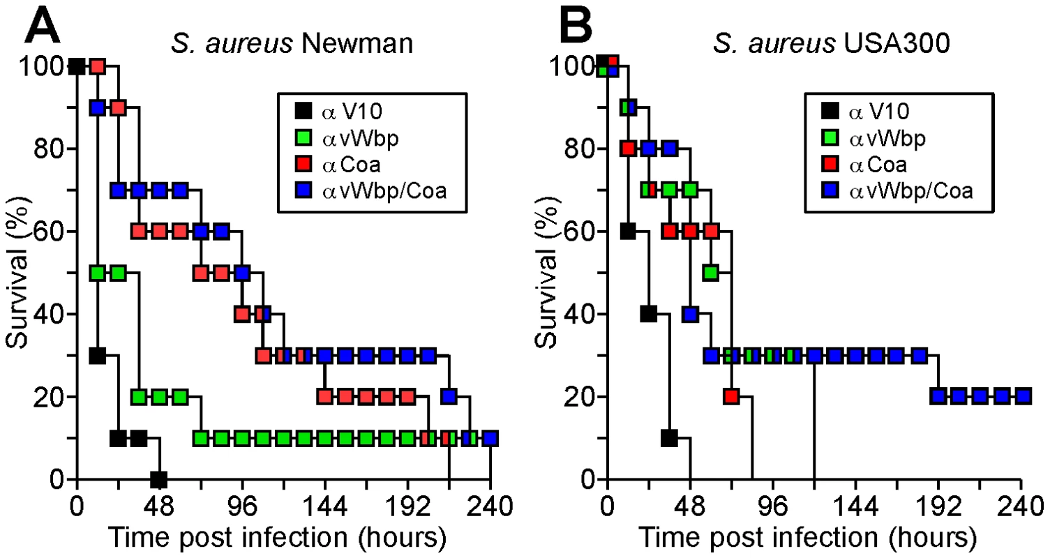Contribution of coagulase specific antibodies towards the survival of mice with staphylococcal bacteremia.