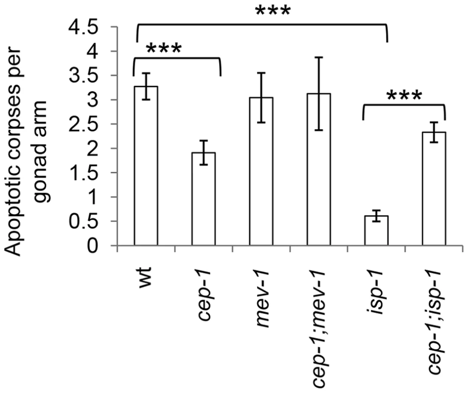 CEP-1 mediates reduced physiological germline apoptosis in the <i>isp-1</i> mutant.