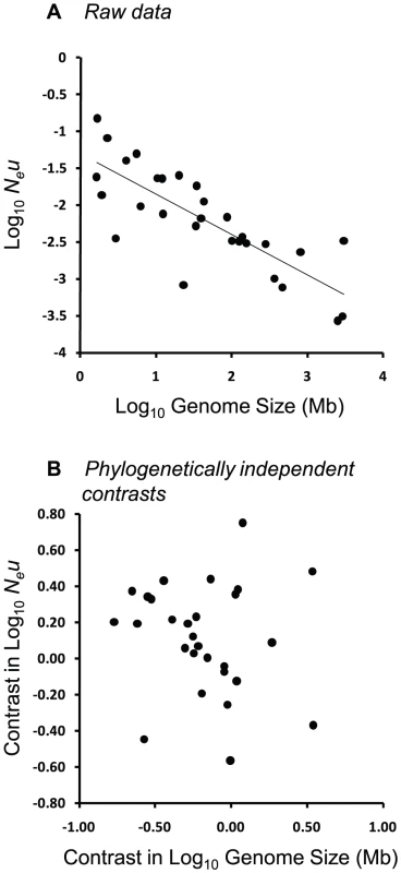 Relationship between <i>N<sub>e</sub>u</i> and genome size across 22 eukaryotic and 7 prokaryotic species from the dataset of Lynch &amp; Conery <em class=&quot;ref&quot;>[<b>7</b>]</em>.