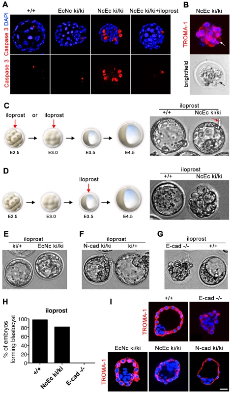 Increased apoptosis is detected in the outer cells of homozygous NcEc embryos and is blocked by iloprost treatment, rescuing blastocyst formation.