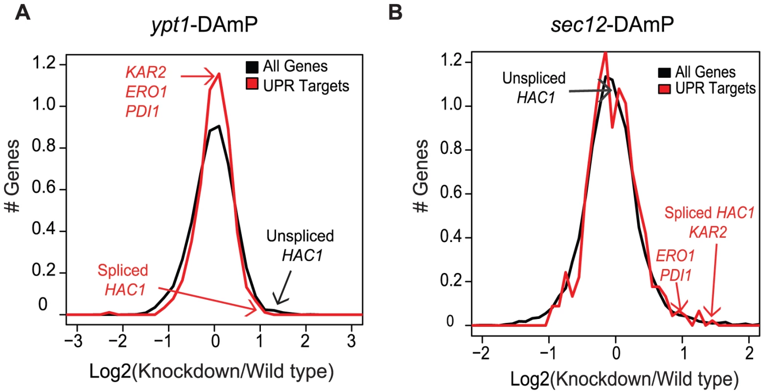 Ypt1 knockdown affects <i>HAC1</i> <b>splicing and expression.</b> 