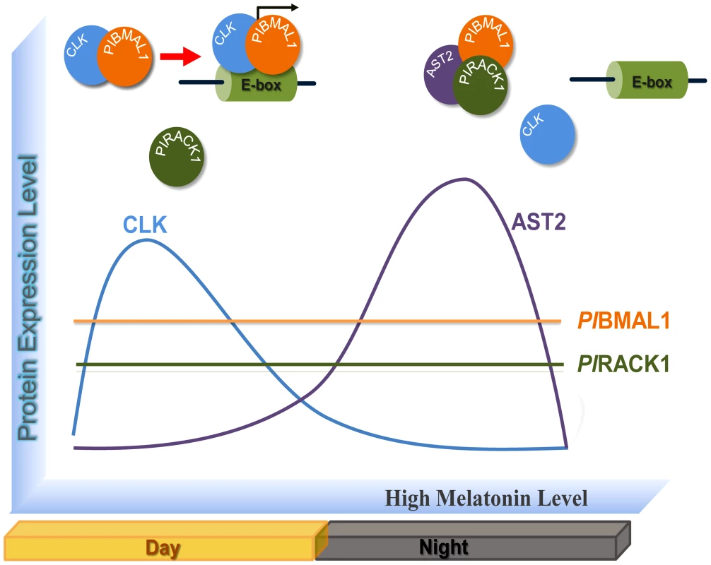 Molecular model of the circadian regulation by CLK, <i>Pl</i>BMAL1, <i>Pl</i>RACK1, and AST2.