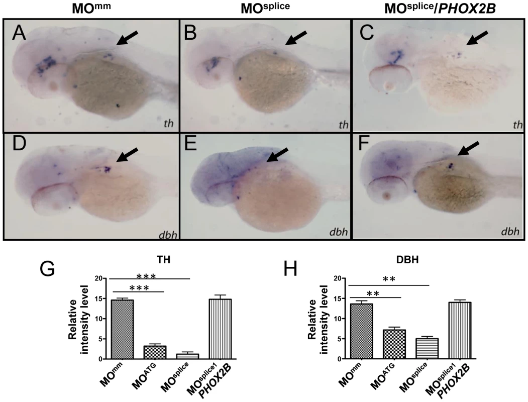 <i>phox2b-</i>deficient embryos show impaired differentiation of sympathetic neurons in the SCG.