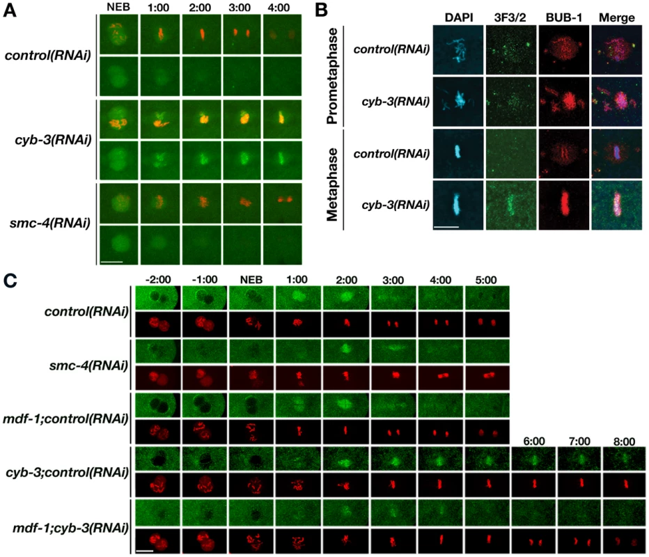 SAC proteins and dynein accumulate at kinetochores in <i>cyb-3(RNAi)</i> embryos.