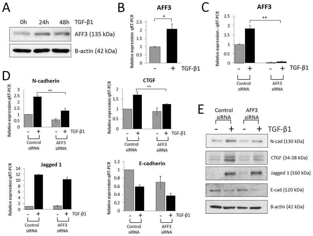 AFF3 is upregulated in renal epithelial cells (HK-2) stimulated with pro-fibrotic TGF-β1.