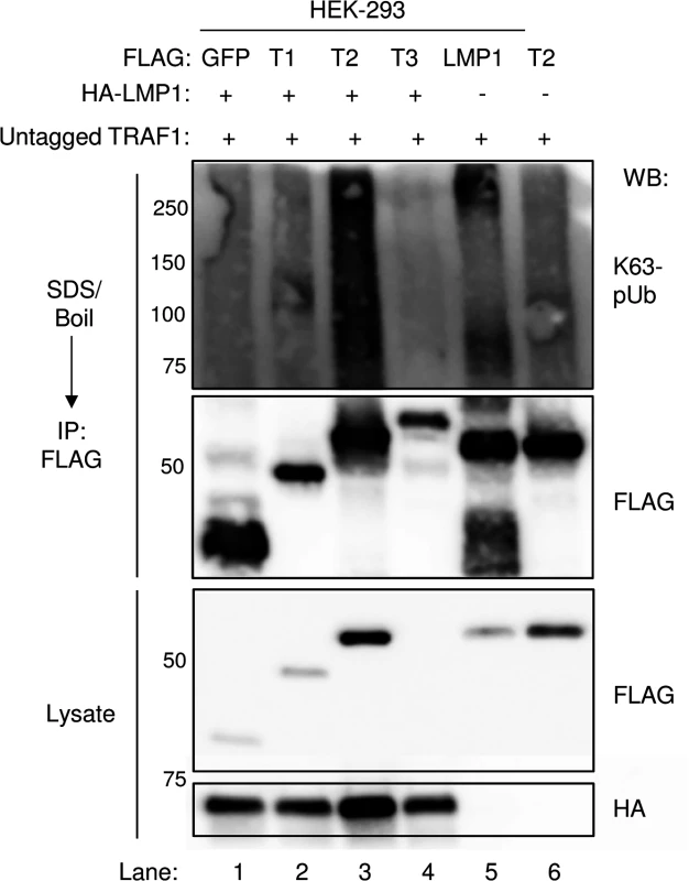 LMP1 1–231 expression induces K63-pUb chain attachment to TRAF2.