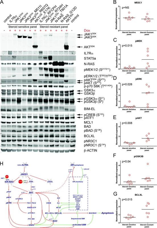 Steroid resistance induced by wild-type or mutant IL7R signaling molecules is associated with activation of MEK-ERK and/or AKT.