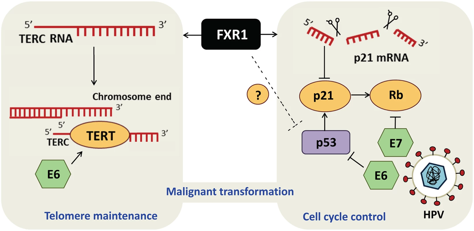 FXR1 engages dual mechanisms to promote malignant transformation in HNSCC.