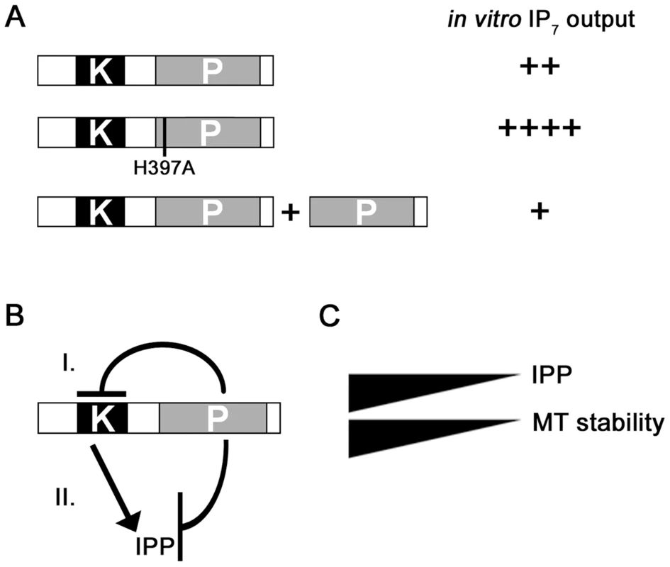 Model for the regulation of Asp1 kinase function by the C-terminal phosphatase domain.