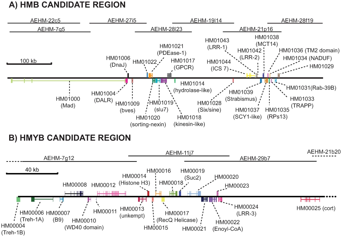 Annotation of the <i>HmB</i> and <i>HmYb</i> gene regions.