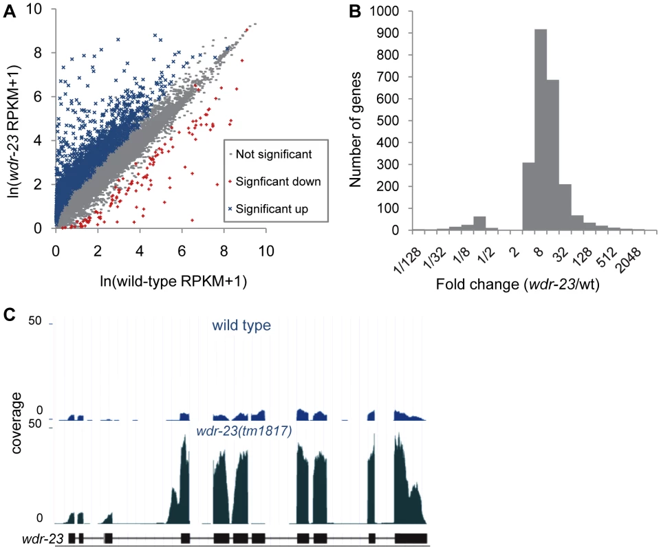 Analysis of whole-transcriptome RNA sequencing of <i>wdr-23</i> mutants.