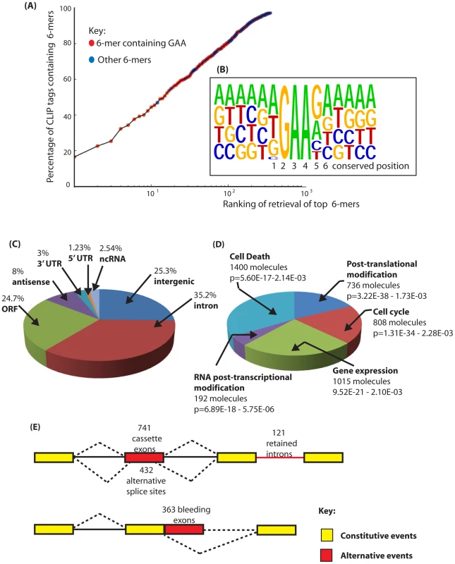 Identification of binding sites for Tra2β in the mouse transcriptome.