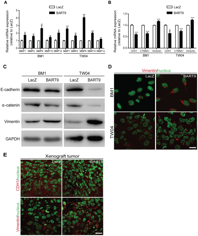 miR-BART9 up-regulates mesenchymal markers in EBV-negative NPC cells.